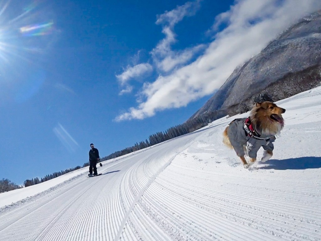 メインSnowDogArea