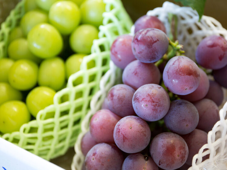 早めの予約がオススメ！鹿児島県・霧島の高原が生んだ絶品“ぶどう”をふるさと納税で