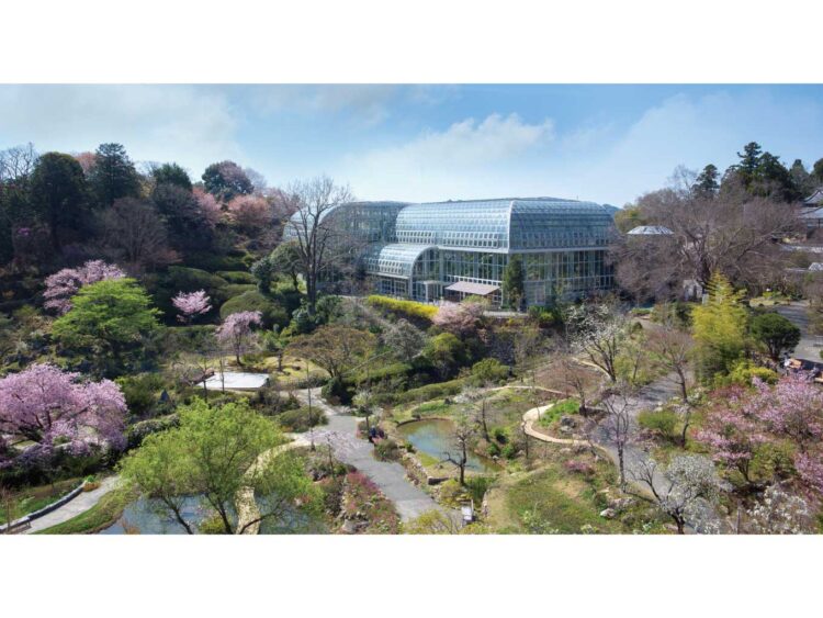 春らんまん、色とりどりの花が咲き誇る高知へ。