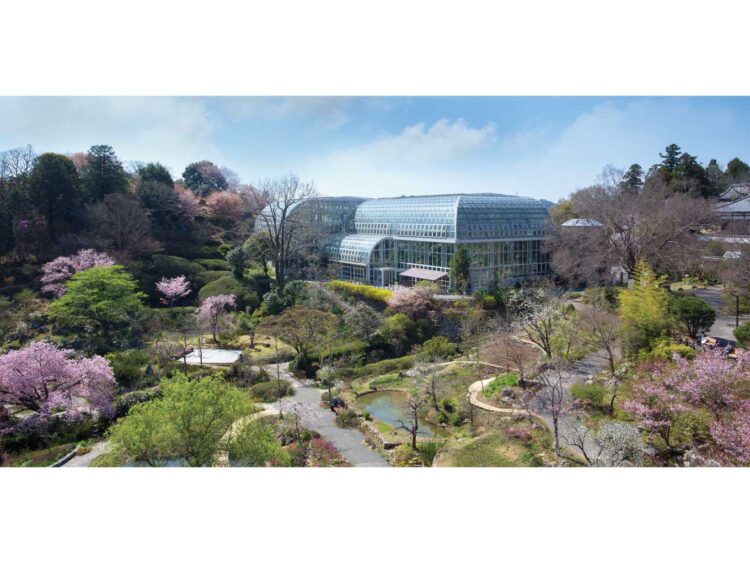 春爛漫。花々が可憐に出迎える牧野植物園へ。