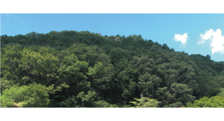 四季折々の景色に抱かれ、森に還る樹木葬。