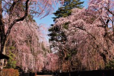 日本の春を心ゆくまで満喫する、 “みちのくの小京都”角館へ。