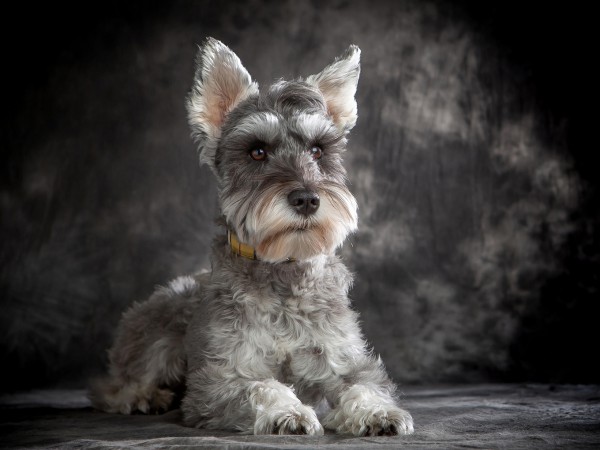 愛犬の魅力を永久保存！犬専門写真館・薬師スタジオ