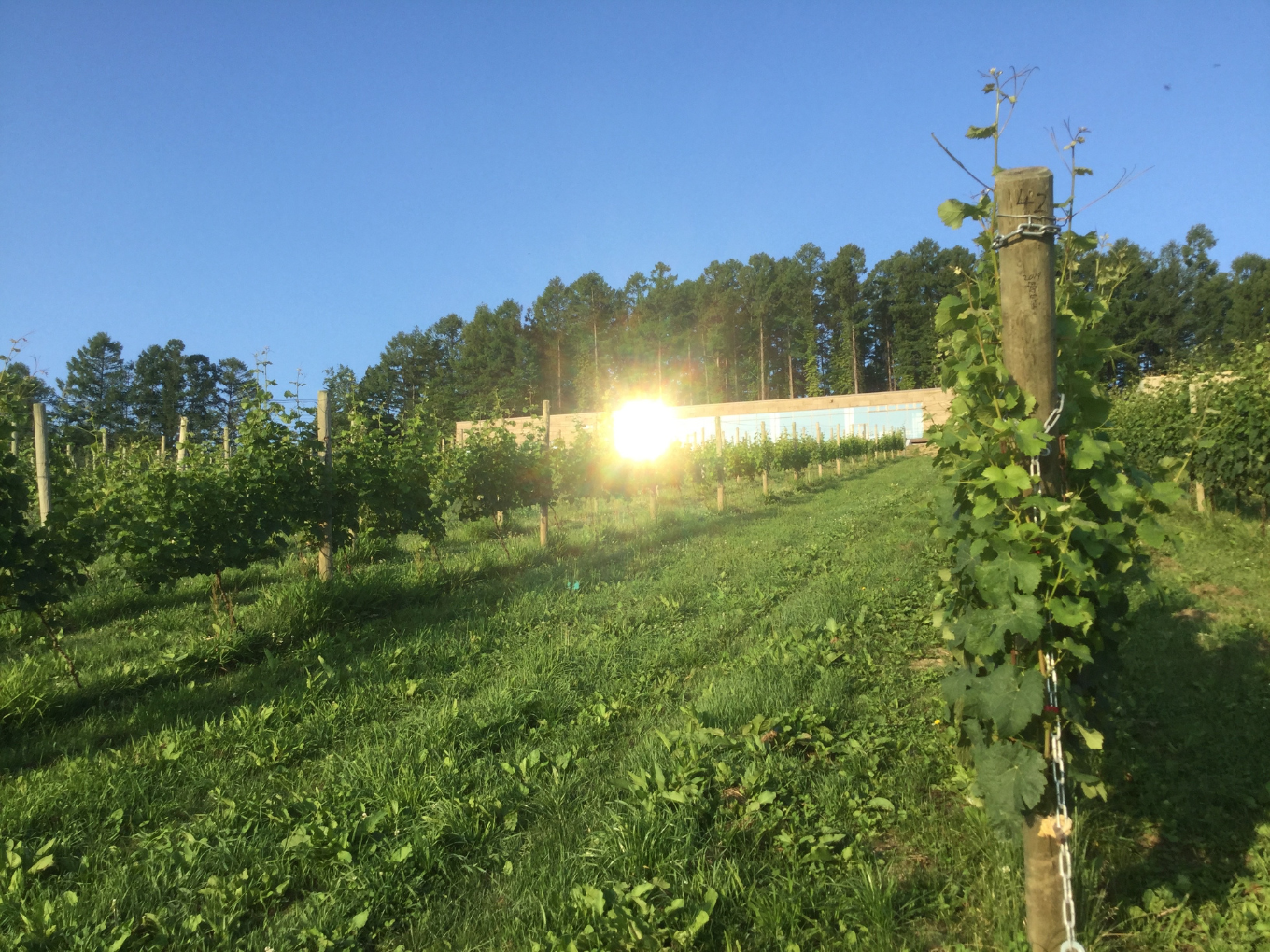 wine_sub1