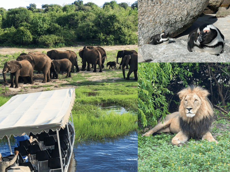 パーパスジャパンが提案する、感動の連続のアフリカ旅・セレブが愛するクルーズ旅をご紹介！