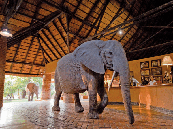 グローバル ワイルド ジャーニーズ誕生!極地やサファリを舞台にした体験型アドベンチャーツアー