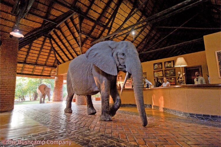 グローバル ワイルド ジャーニーズ誕生！極地やサファリを舞台にした体験型アドベンチャーツアー